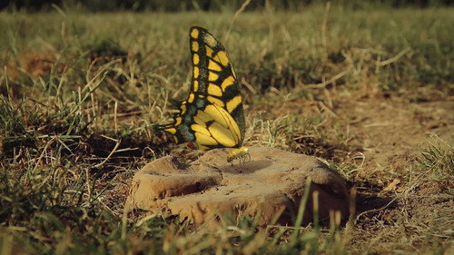 A butterfly's nightmare