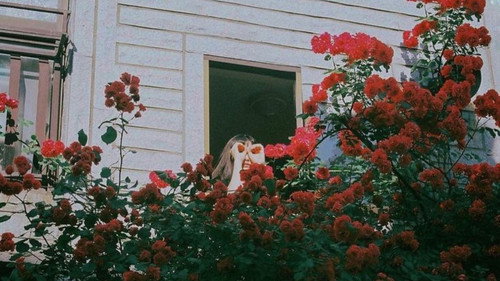 Untitled still
