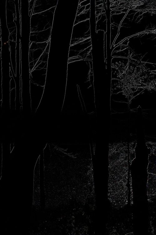 The Heart of the Wood