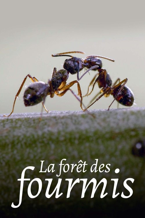 Poster image du film La Forêt des fourmis La Forêt des fourmis