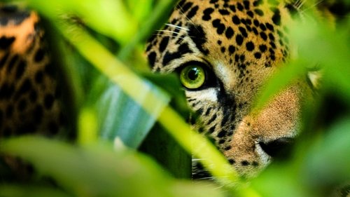 Mexico Untamed