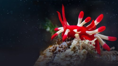 Ocean's Weirdest
