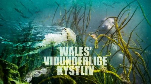 Wonders of the Celtic Deep