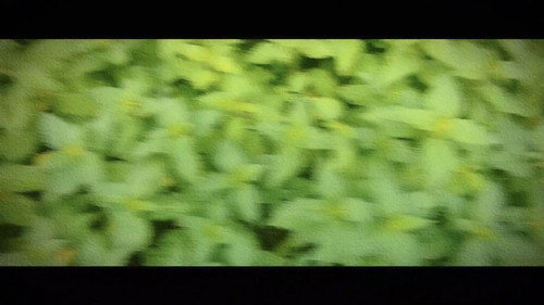 Wandering: The Art of Noticing