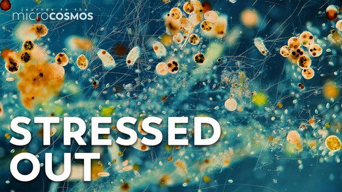 The Microcosmos Is A Very Stressful Place