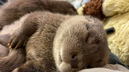 The Return of the Otters