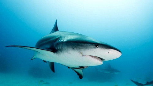 Shark vs. Predator Showdown Backdrop Blur