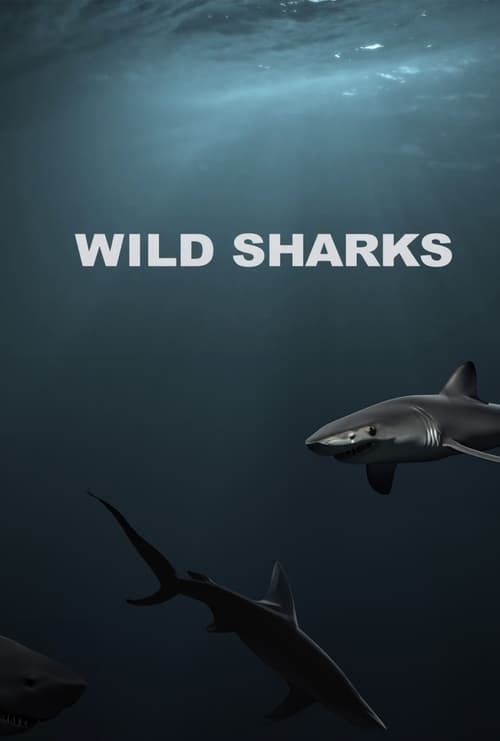 Poster Wild Sharks 2013