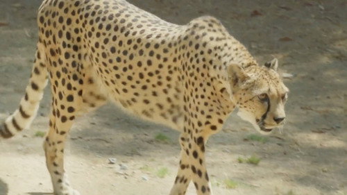 Cheetah on the Run