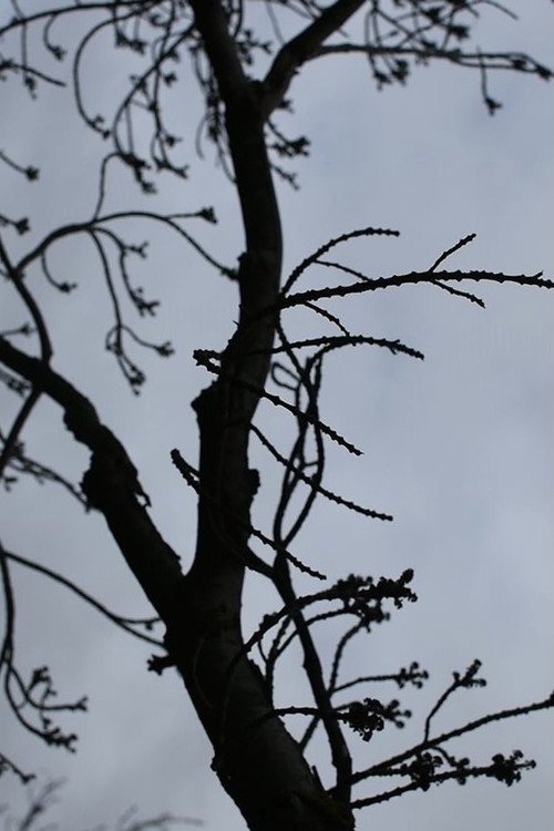Thorn