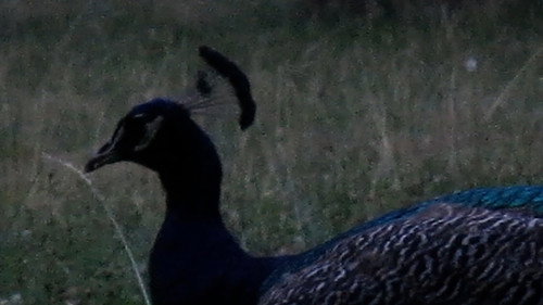 Les oiseaux de l'Est