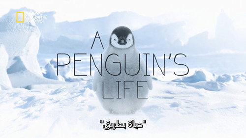 A Penguin's Life Backdrop Blur