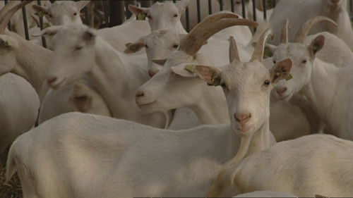 De Q-koorts epidemie