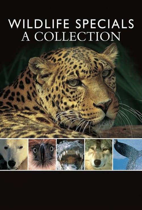 Poster Wildlife Specials