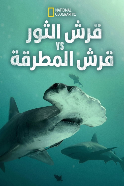 Bull Shark vs. Hammerhead