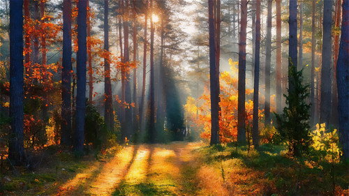 Der Schwarzwald rund ums Jahr - Season 1 Backdrop Blur