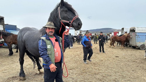 Romania's Controversial Horse Markets
