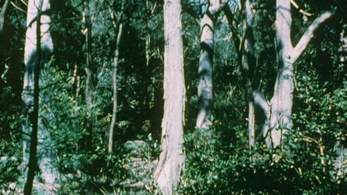 Australian Bush