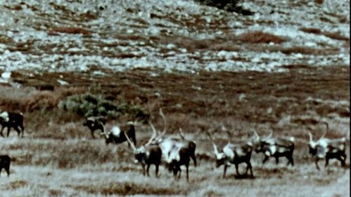 Netsilik Eskimo, II: At the Caribou Crossing Place