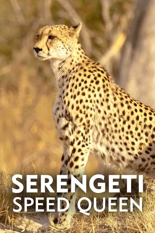 Serengeti Speed Queen (2020)