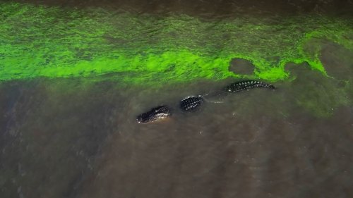 River of Grass image 5
