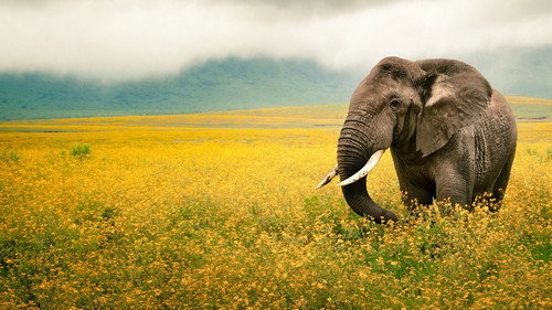 National Geographic: Nature Untamed Bild 2