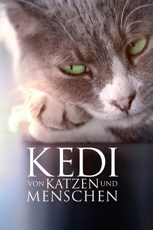 Kedi poster