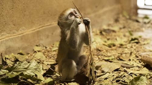 Poster della serie Malawi Wildlife Rescue