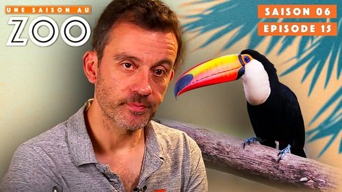 Ce Toucan blessé arrête Soudainement de Respirer..
