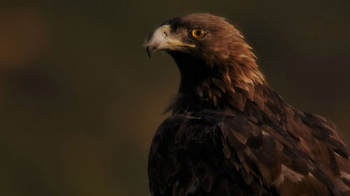 Iberian Animal Adventures