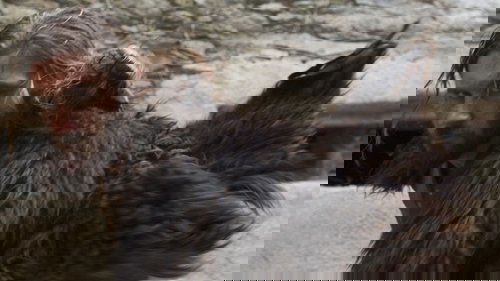 Vikings: 1×2