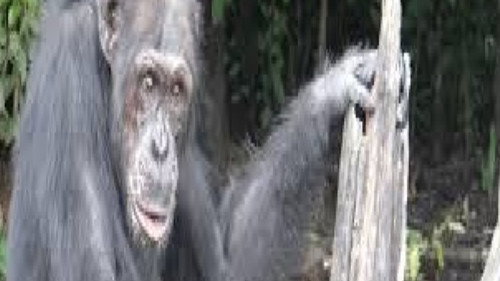 Be the Creature: Chimps