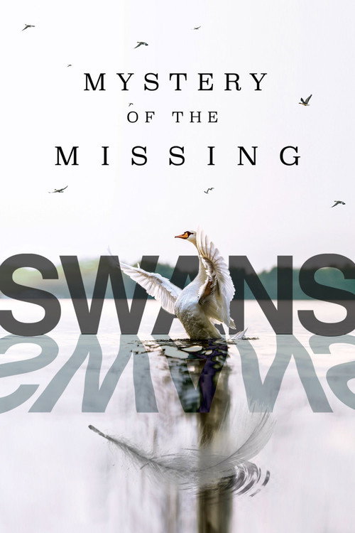Swans: Mystery of the Missing