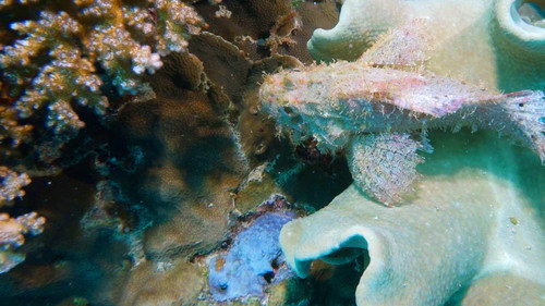 Scuba Sam's World — Fondos 3