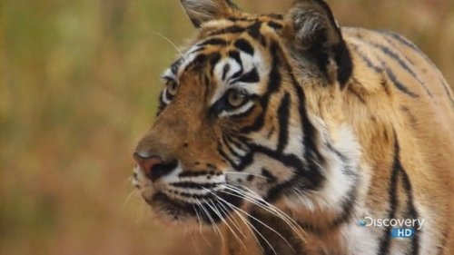 Discovery :A Bengal Tiger's Motherly Love
