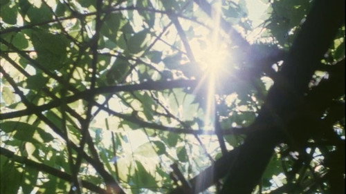 Hanging Upside Down in the Branches