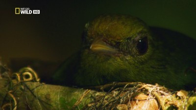 Jewels of the Jungle