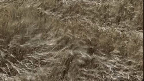 Cossacks of the Kuban