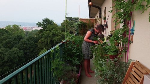 Les herbes image 2