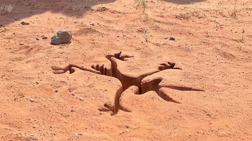 backdrop Coyote vs. Acme