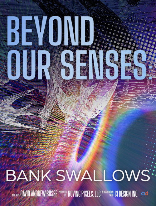 Beyond Our Senses: Bank Swallows