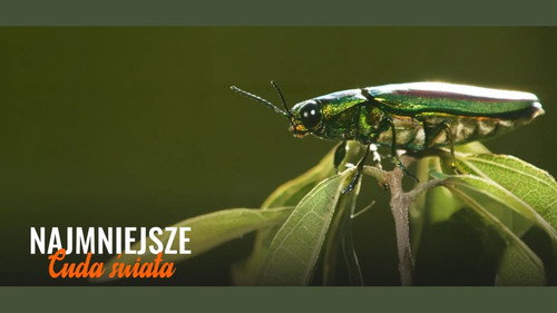 From Macro to Micro: Uncovering Earth's Unseen - Season 1 Backdrop Blur