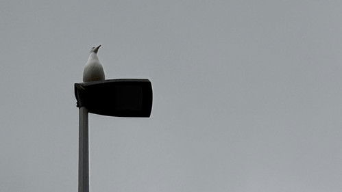 Jaquette Raining days