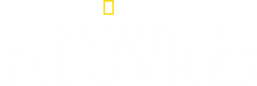 Les Secrets de la pieuvre