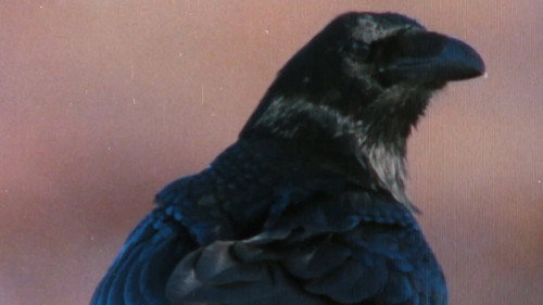 The Sounds of the Northern Forests