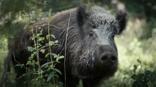 Image de l'épisode 1