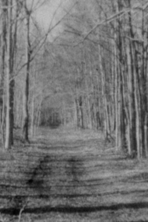 The Sea and the Woods, the Woods and the Sea