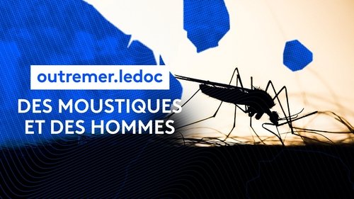 Des moustiques et des hommes