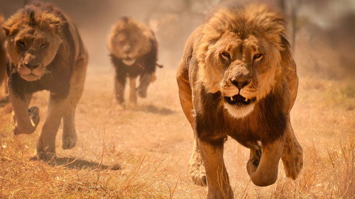 World's Deadliest: Lions Backdrop Blur