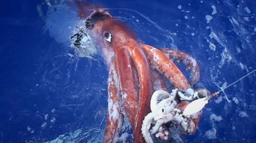 Der Riesenkalmar – Gigant der Tiefsee Bild 3